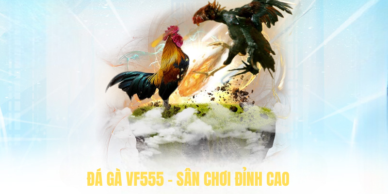 Đá Gà VF555 – Sân Chơi Đỉnh Cao Cho Tín Đồ Cược Trực Tuyến